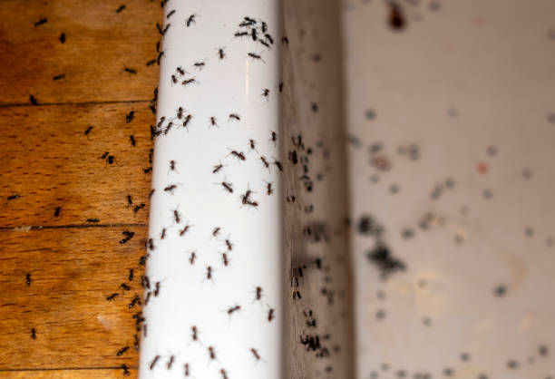 Best Cockroach Control Services  in Morningside, MD